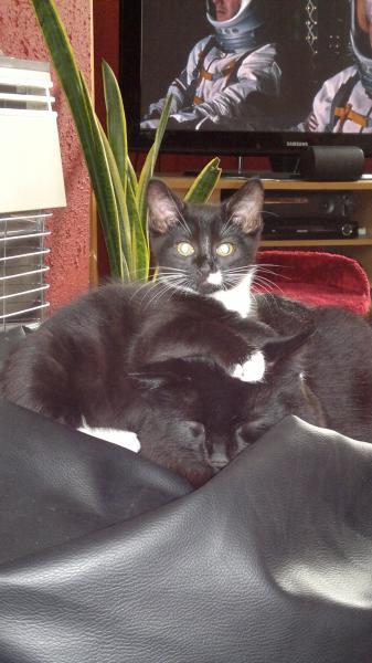 Yoda sitting on Sirius's head...eviiil kitten!